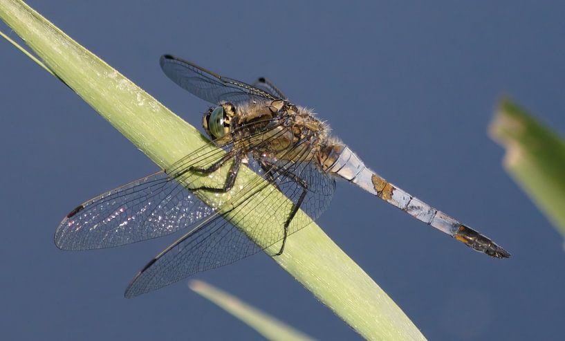Common bank dragonfly (male) by fb-fotografie