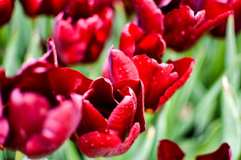 a sea of red tulips