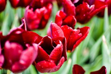 une mer de tulipes rouges