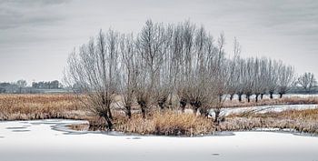 Winters landschap met rij wilgen bomen aan uiterwaarden IJssel bij Langenholte in Zwolle