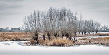 Winters landschap met rij wilgen bomen aan uiterwaarden IJssel bij Langenholte in Zwolle van Wildlife Designs