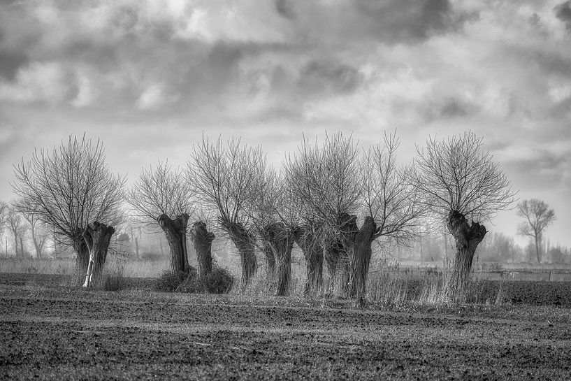 Pollard Willows by Rik Verslype