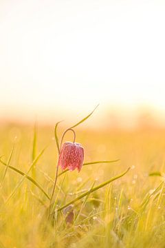 Schachblumeauf einer Wiese während eines schönen Sonnenaufgangs im Frühling von Sjoerd van der Wal Fotografie
