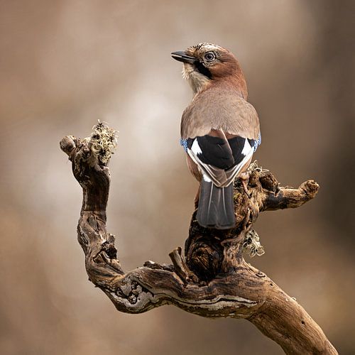 Eurasian Jay