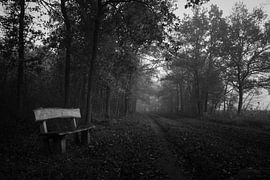 Wooden bench in an automn forest, black and white by Luis Boullosa