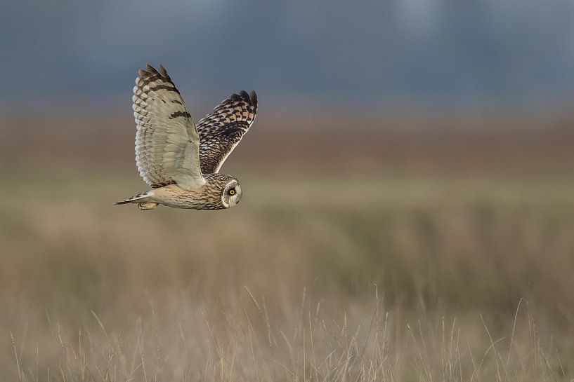 Sort eared owl in flight by Ronald Groenendijk