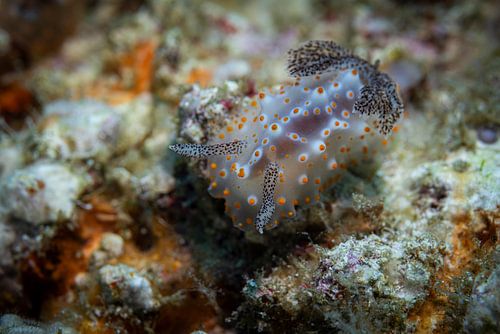 Sea snail @ Komodo, Indonesia