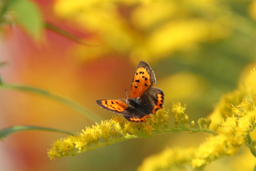 Freedom by Augenblicke im Bild