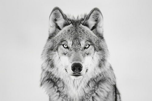 Wolf in zwart-wit