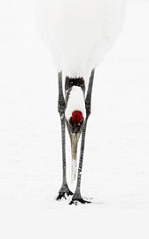 Japanischer Kranich von Gladys Klip