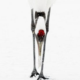 Japanse kraanvogel van Gladys Klip