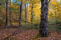 Waldlandschaft Dorm