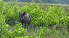 Herten, Zwijnen von Gijs van Veldhuizen