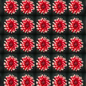 Dahlia „'“ – Rot-Weiß, vermehrt von Henriette Tischler van Sleen