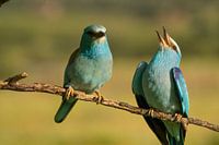 Dilettant grüßt sein Weibchen.