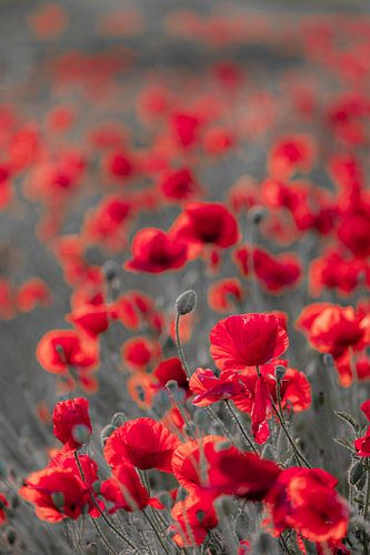 Champ de coquelicots en gris