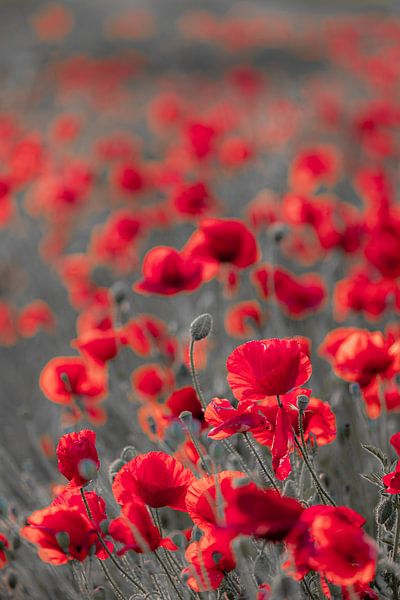 Champ de coquelicots en gris par Patricia van Kuik