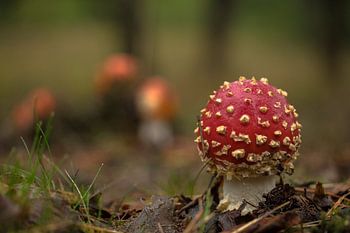 Fly agaric