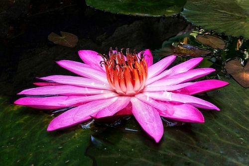 Roze Lotus Serenity Bloei