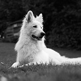 Hund im Garten von Simon De Clippel