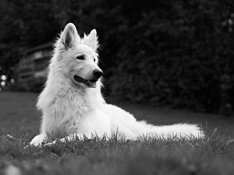 Dog in the garden by Simon De Clippel