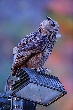 L'homme et la nature... Le grand-duc d'Europe *Bubo bubo* utilise le halo