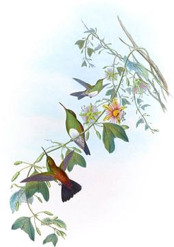 Witbreasted erythronote, John Gould van Hummingbirds