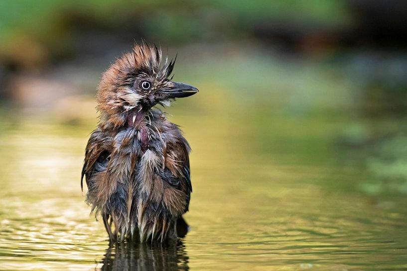 The Punk in the pond by Marco Pozzi