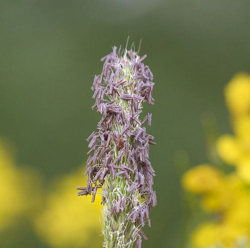 Een eenvoudige grasbloem. Van dichtbij bijzonder