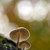 saison des champignons sur Leon Fotografie