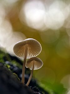 saison des champignons
