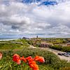 La haute colline de Domburg avec des coquelicots sur Danny Bastiaanse