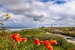 La haute colline de Domburg avec des coquelicots
