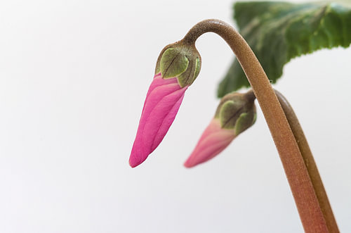 Roze cyclaamknop op een geïsoleerde witte achtergrond