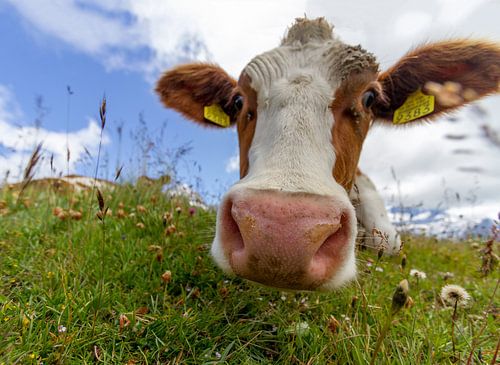 Vache curieuse, Grindelwald, Suisse