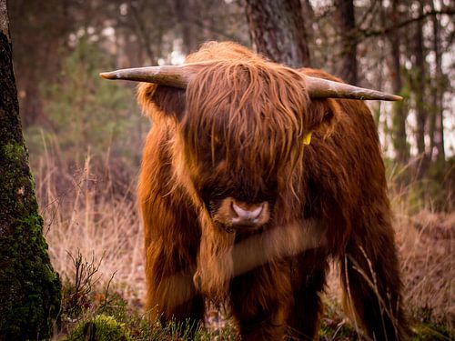 What lies there now?