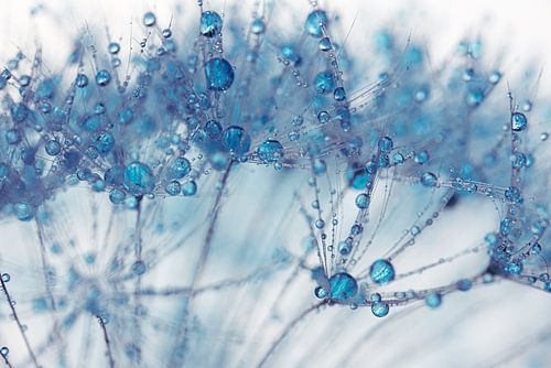 Blauwe druppeltjes versieren de pluisjes van een paardenbloem