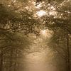 Forêt brumeuse à Ommen sur Wendy Van Oenen