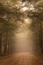 Foggy forest in Ommen