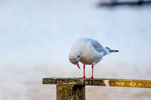 De meeuw in het spotlicht