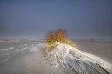 Herbe aux marrons dans la brume de mer sur Jurjen Veerman