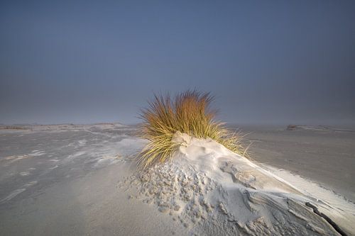 Marram grass in sea mist by Jurjen Veerman