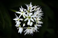 Wild garlic blossom