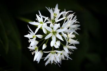Wild garlic blossom by Leinemeister