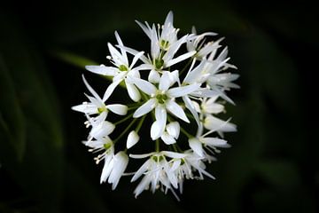 Wilde knoflook bloesem van Leinemeister