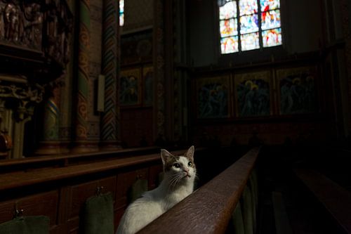 Poes in kerkbank
