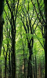 Speulderbos (Veluwe Gelderland) van Pauline Olsthoorn-Paul