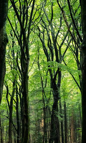 Speulderbos (Veluwe Gelderland)