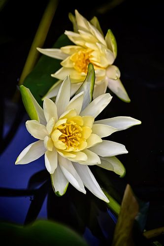 Gele Waterlelie Bloesems II