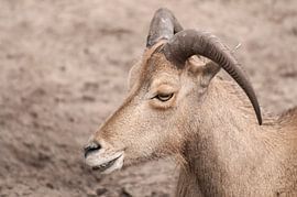 Male sheep : Animal Park Amersfoort by Loek Lobel